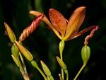 Blackberry lily