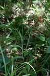 Blackberry lily