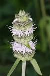 Downy pagoda-plant