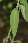 Downy pagoda-plant