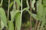 Downy pagoda-plant