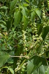 Smallspike false nettle