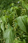 Smallspike false nettle