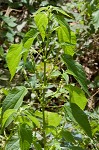 Smallspike false nettle