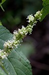 Smallspike false nettle