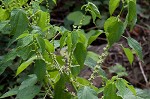 Smallspike false nettle