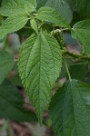 Smallspike false nettle