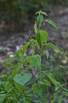 Smallspike false nettle