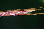 Yellow bluestem