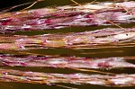 Yellow bluestem