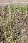 Yellow bluestem