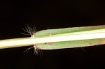 Yellow bluestem