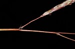 Yellow bluestem