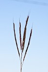 Yellow bluestem