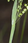 Little quakinggrass