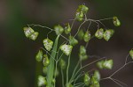 Little quakinggrass