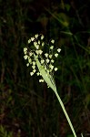 Little quakinggrass