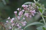 Butterfly bush