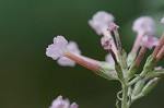 Butterfly bush