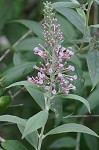 Butterfly bush