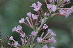 Butterfly bush