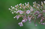 Butterfly bush