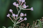 Butterfly bush