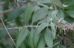 Butterfly bush