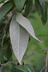 Butterfly bush