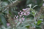 Butterfly bush