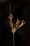 Densetuft hairsedge