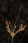 Densetuft hairsedge