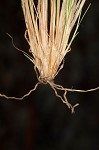 Densetuft hairsedge