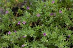 Seaside petunia