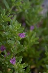 Seaside petunia