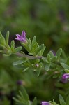 Seaside petunia