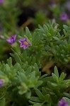 Seaside petunia