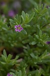 Seaside petunia