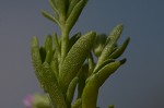 Seaside petunia