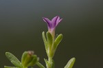 Seaside petunia