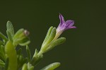 Seaside petunia