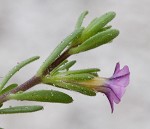 Seaside petunia