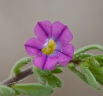 Seaside petunia