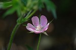 Purple poppy-mallow