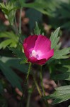 Purple poppy-mallow