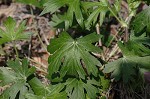 Purple poppy-mallow