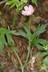 Purple poppy-mallow