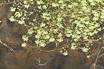 Twoheaded water-starwort