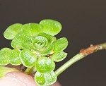 Twoheaded water-starwort