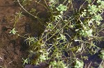 Twoheaded water-starwort